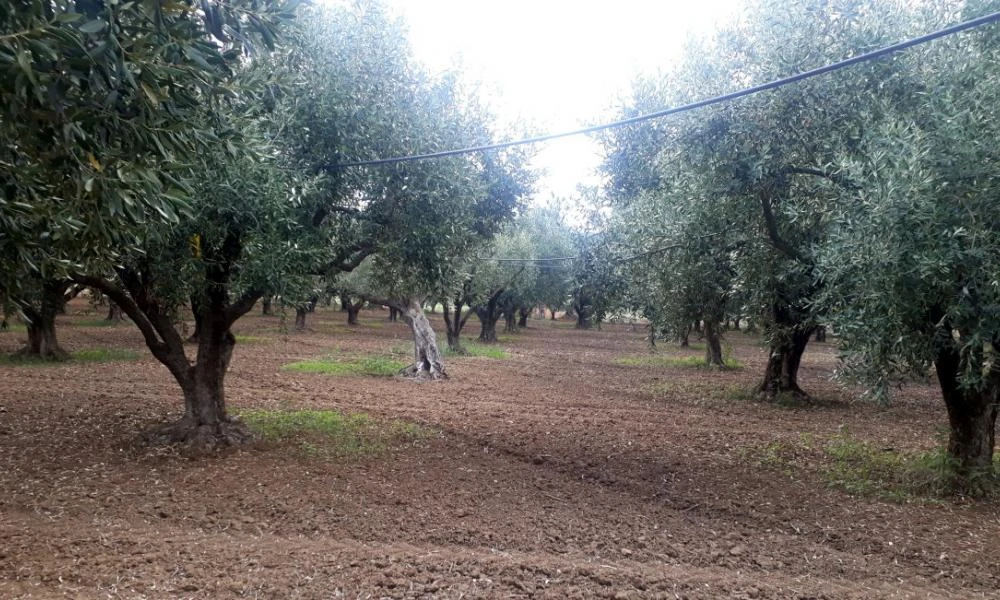 Μειωμένη κατά 50% η παραγωγή του ελαιολάδου στην Ελλάδα σε σχέση με πέρυσι